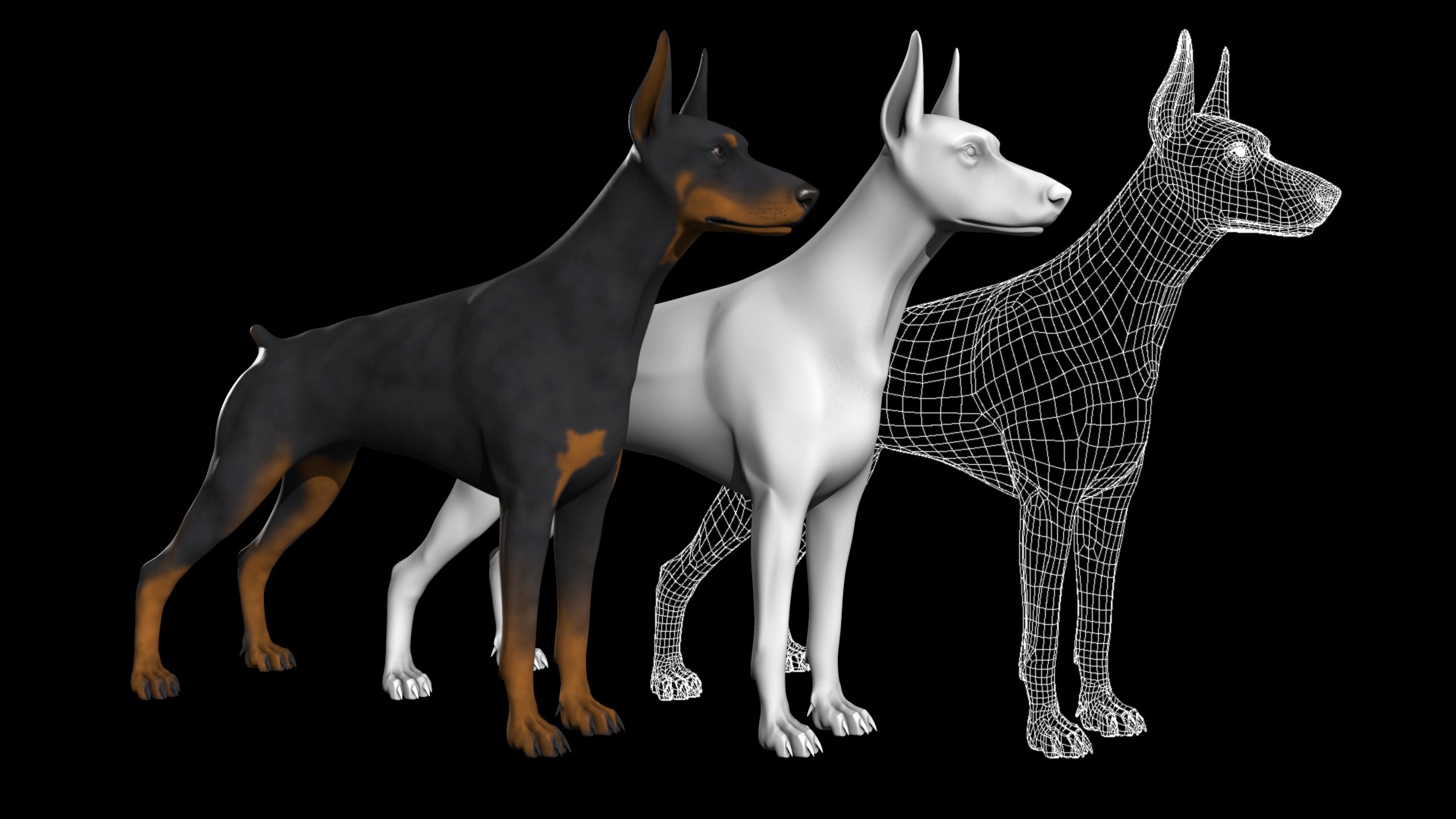 doberman